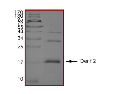The purity of Der f 2 was determined to be >80% by densitometry.